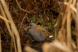 rail bird in the undergrowth
