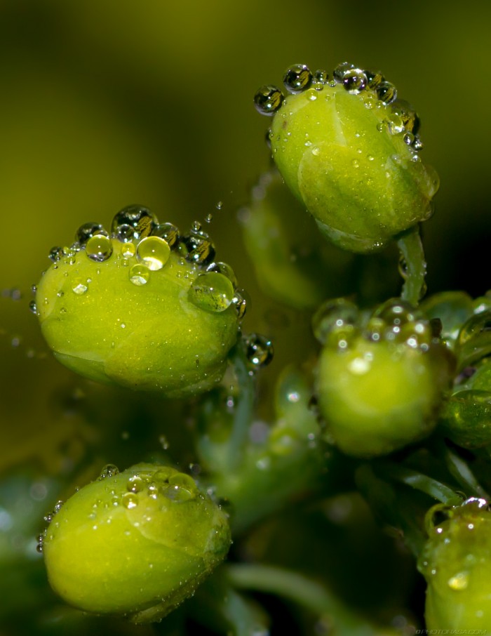 tiny water dewdrops on plant