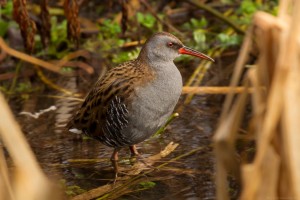 water rail looking right