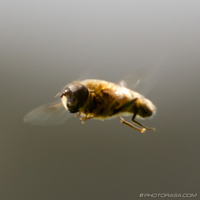 hover fly in motion