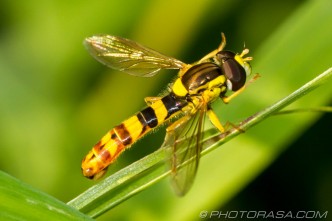 male thin abdomen hoverfly