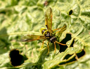 wasp-like fly