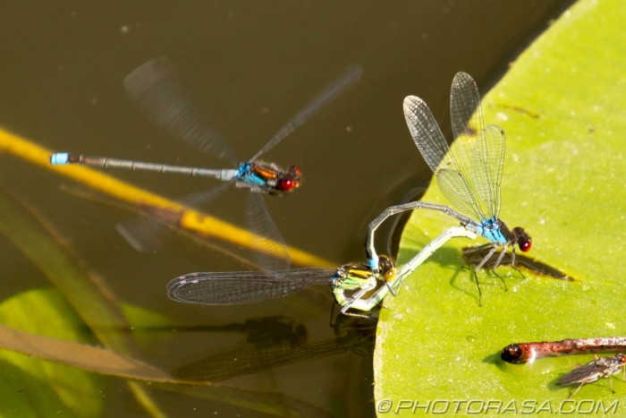 damsel flies attacked while  mating