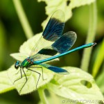 demoiselle with opened wings
