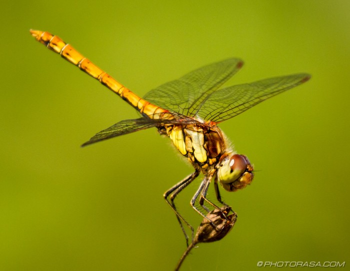 female common darter dragonflies