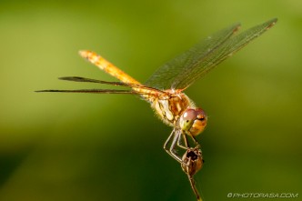 female common darter perched on flower