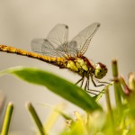 yellow dragonfly in the undergrowth