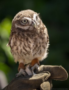 little owl