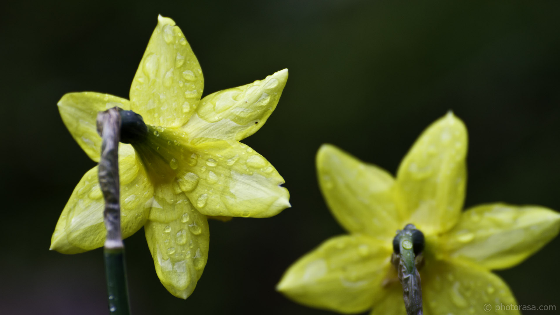water droplets on back of daffodil