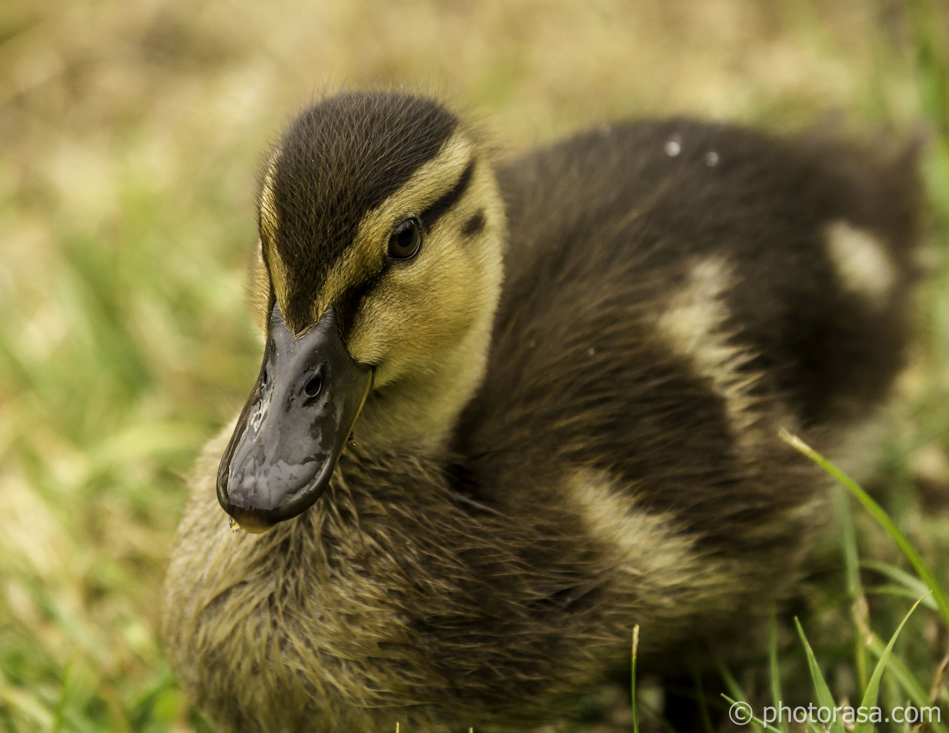 Baby ducklings at Leeds Castle - Photorasa Free HD Photos