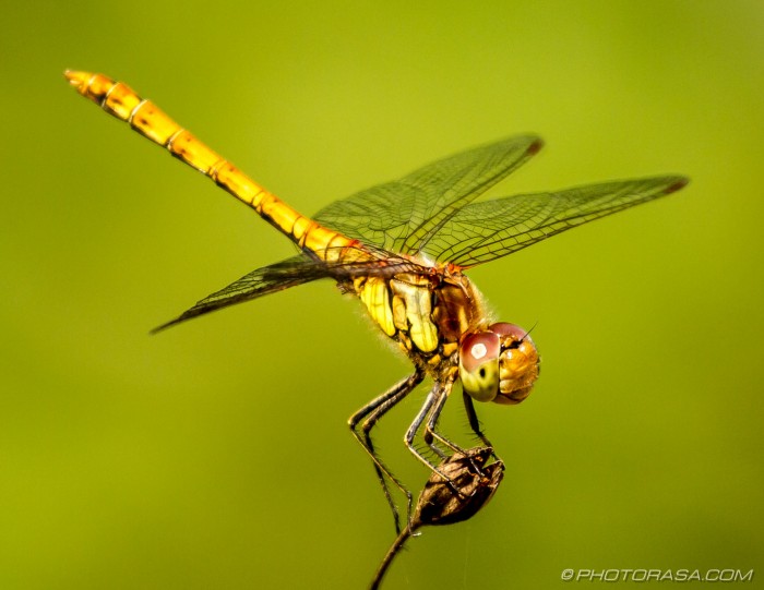 Dragonflies - Photorasa Free HD Photos