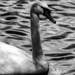 swan in sunlight