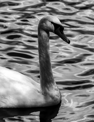 swan in sunlight