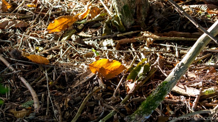 autumn leaves in sunlight
