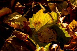 autumn leaves in sunlight
