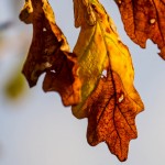 brown and yellow oak leaves