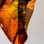 curled leaf with green,yellow,red and brown tones