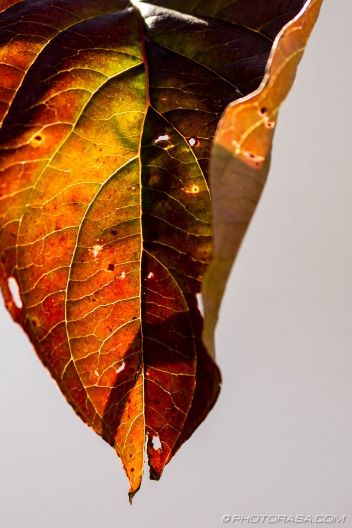 curled leaf with green,yellow,red and brown tones