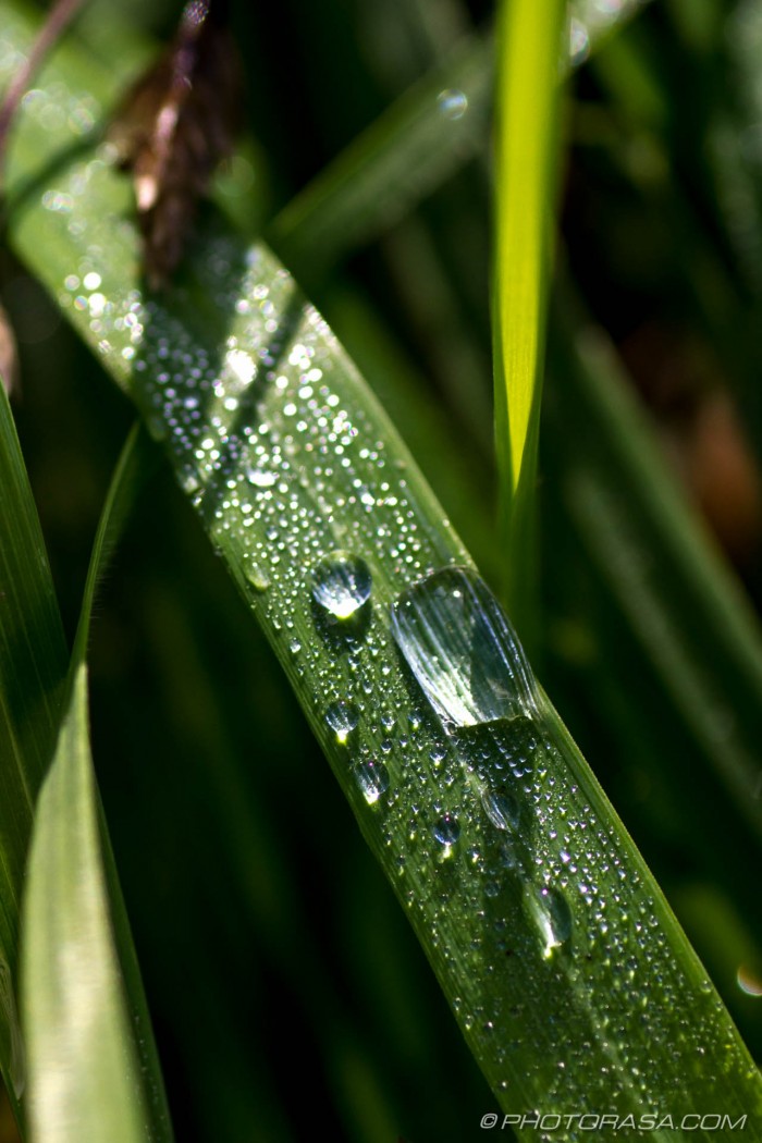 Dewdrops on Grass Blades - Photorasa Free HD Photos