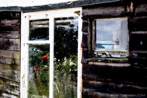 flowers in shed window