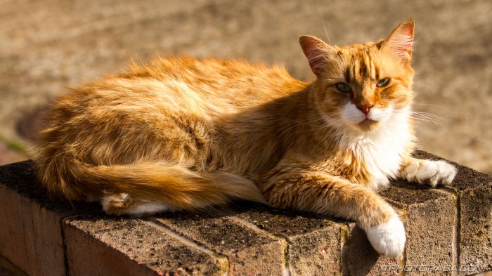 ginger cat lounging on a wall