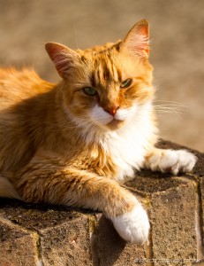 ginger tabby sitting on a wall