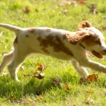 puppy galloping