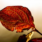 red brown dogwood leaf with yellow veins