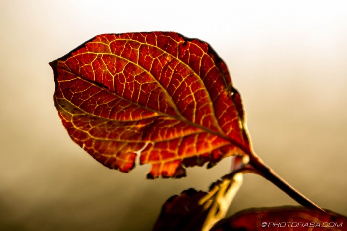 red brown dogwood leaf with yellow veins