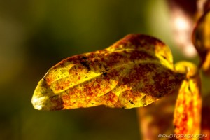 yellow and red leaf in sunlight