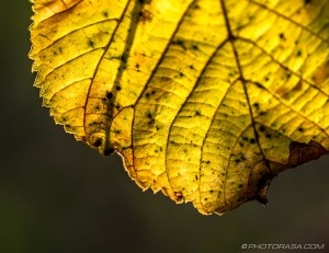yellow autumn leaf close up
