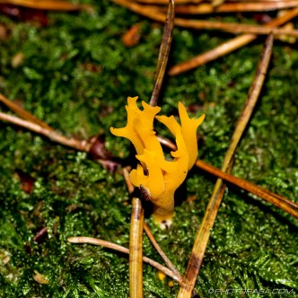 yellow staghorn mushroom