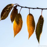 autumn elder leaves in light