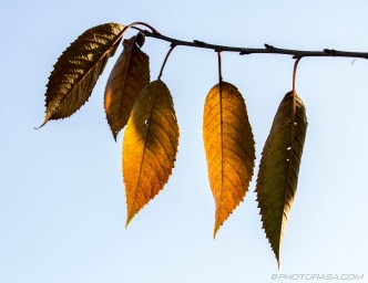 autumn elder leaves in light