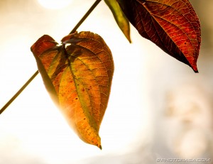 autumn leaves in strong sunlight