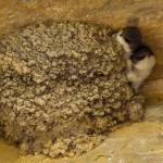 baby housemartins poking heads out of nest