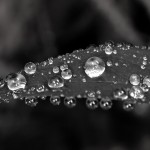 black and white dewdrops on leaf