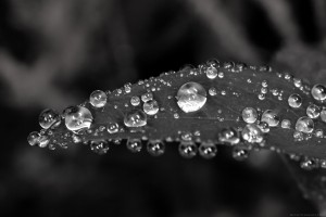 black and white dewdrops on leaf