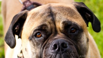 boxer eyes and nose