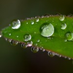 close up of water dewdrops on leaf