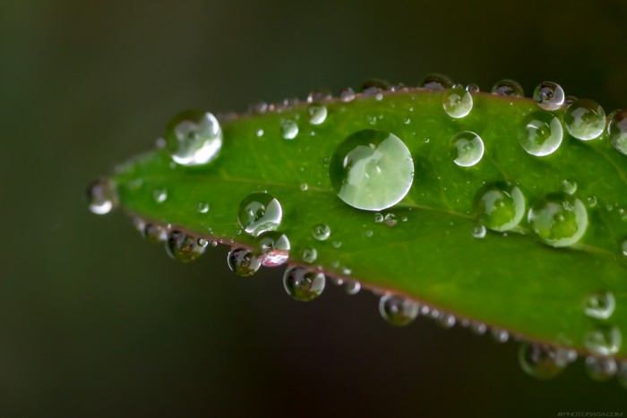 close up of water dewdrops on leaf