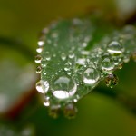dewdrops on edge and face of leaf