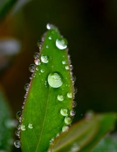 dewdrops on leaf