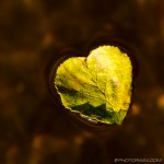heart shaped leaf on water