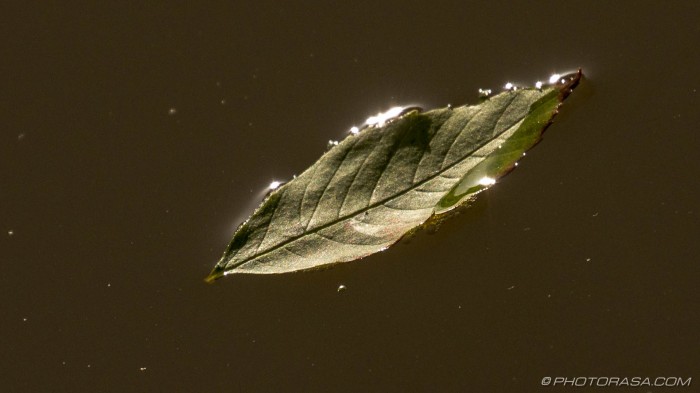 leaf on the water
