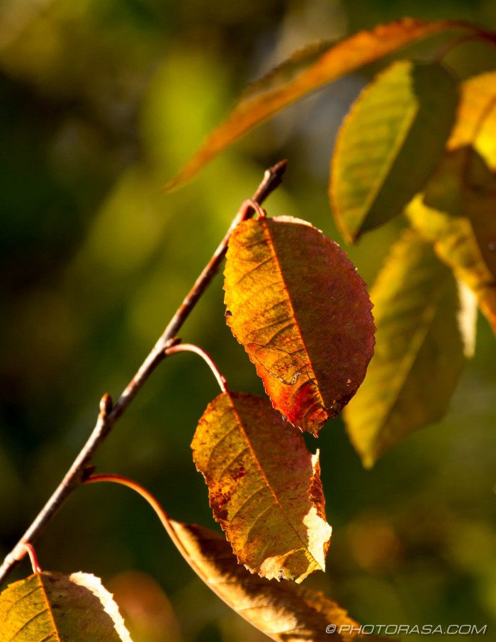 leaves angled on a branch