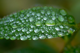 loads of tiny  water droplets on leaf