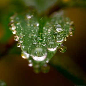 macro of water droplets on leaf
