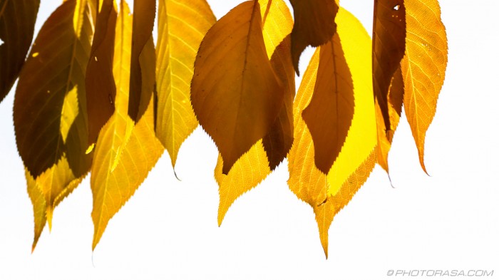 old yellow beech leaves