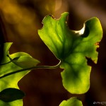 partly eaten vine leaf in autumn light